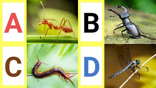 A To Z Insects A To Z Insects With Pictures Video Abc Insects With Pronounciation Abc Insect