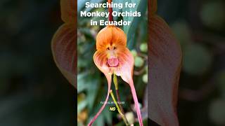 The Mysterious Flower That Looks Like a Monkey's Face! #shorts #viralvideo #flowers