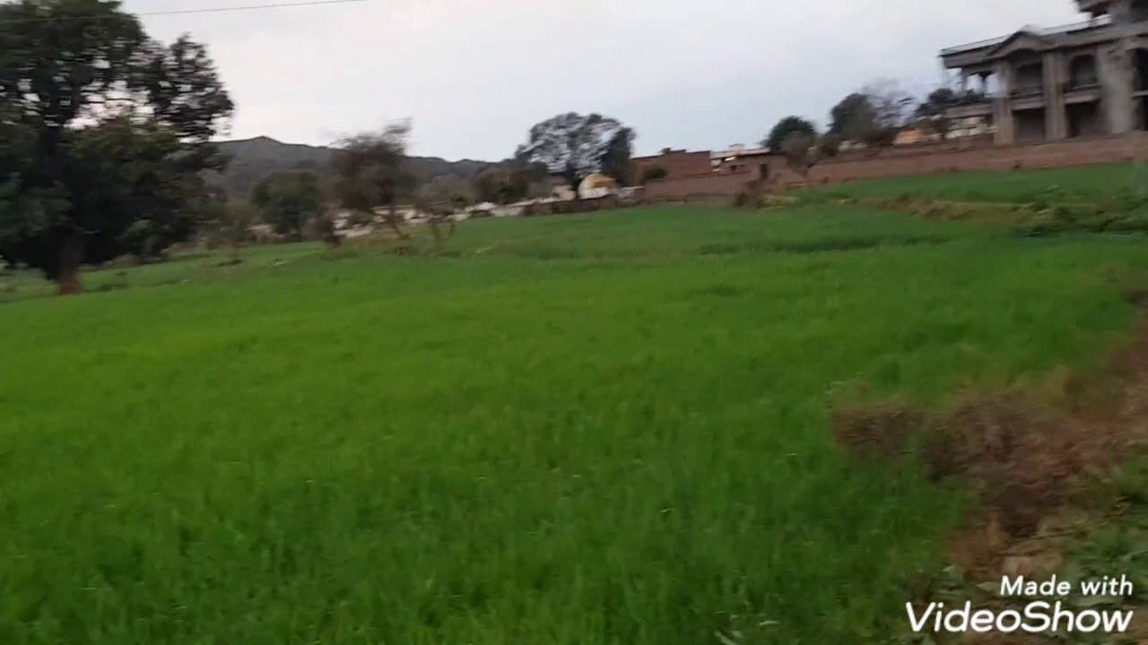 morah gillan ratta dadyal