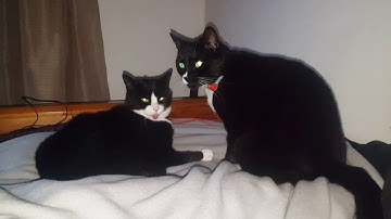 Tuxedo cats Sam and Bella: caught in a cute moment!