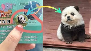 Zoo Under Fire for Dyeing Dogs to Look Like Pandas!