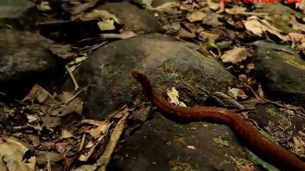 Common Mock Viper - YouTube