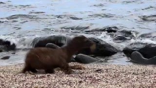 Galapagos, Beyond the Islands (trailer) 2016