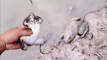 Cắm câu ếch bằng ốc bươu vàng siêu nhạy T3 hốt cú trót | PLDB