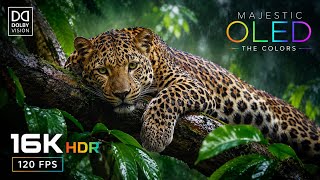 World's Best OLED 16K Video HDR TEST | Dolby Vision | 8K HDR 120FPS (8K/4K Video TV)