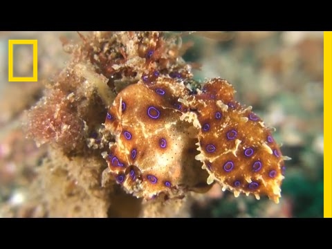 Blue-Ringed Octopus Pounces on Unsuspecting Crab | National Geographic