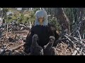 Eaglets enjoy the view and Jackie guarding them | Big Bear Bald Eagle | Apr 23, 26
