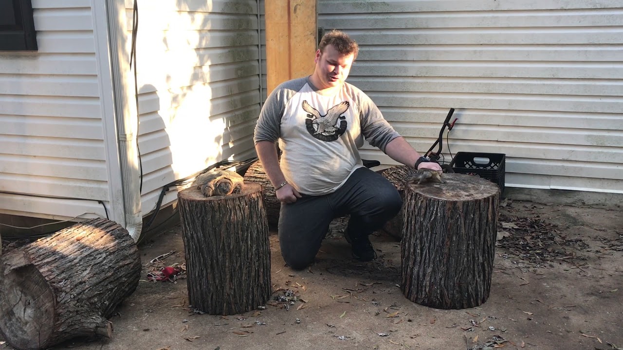 reptiles liste Testing the bite force on a snapping turtle