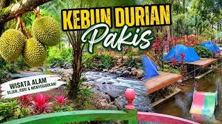 🌿 SURGA TERSEMBUNYI! Wisata Kebun Durian Pakis dengan Sungai Jernih yang Bikin Betah