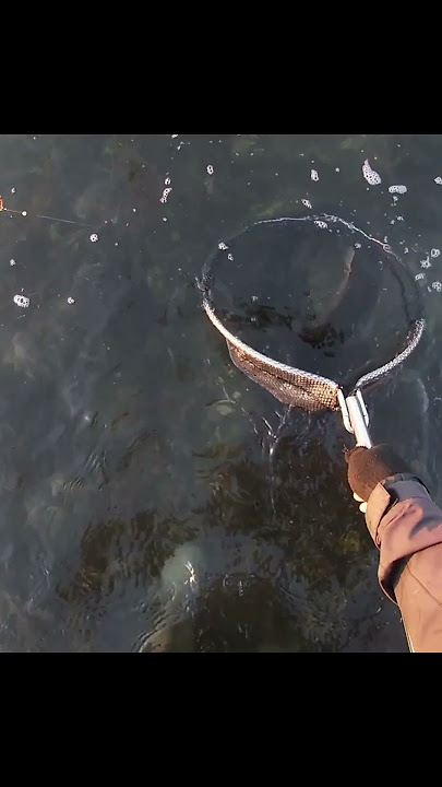 They are not easy to catch but let them go! Unksilled! #shorts