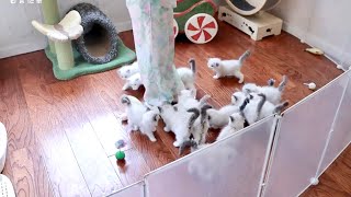 16 kittens playing around