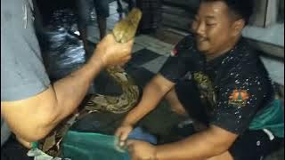 Download lagu Gemparkan👆 Warga Gilis Nguntoronadi,Seekor ular besar mangsa kucing anggora.