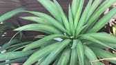 ユッカ デスメティアナの育て方 日常管理 Youtube