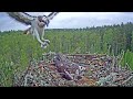 Estonian Osprey Nest (Marko &amp; Miina) 2021