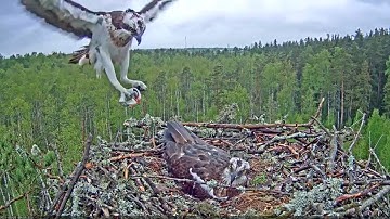 Estonian Osprey Nest (Marko & Miina) 2021
