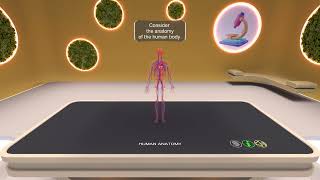 Human anatomy AR/3D