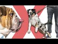3 Skills You NEED To Teach Your Puppy BEFORE Socializing