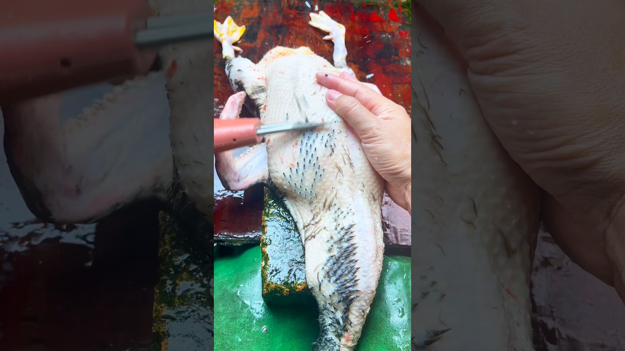 Electric chicken/duck plucker — Small Tool, Huge Impact!