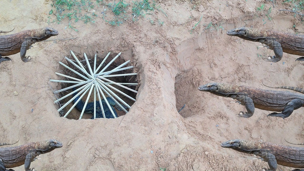Wow!Awesome Creative Man Catches Komodo Dragon Using Bamboo Deep Hole Trap That Work 100%