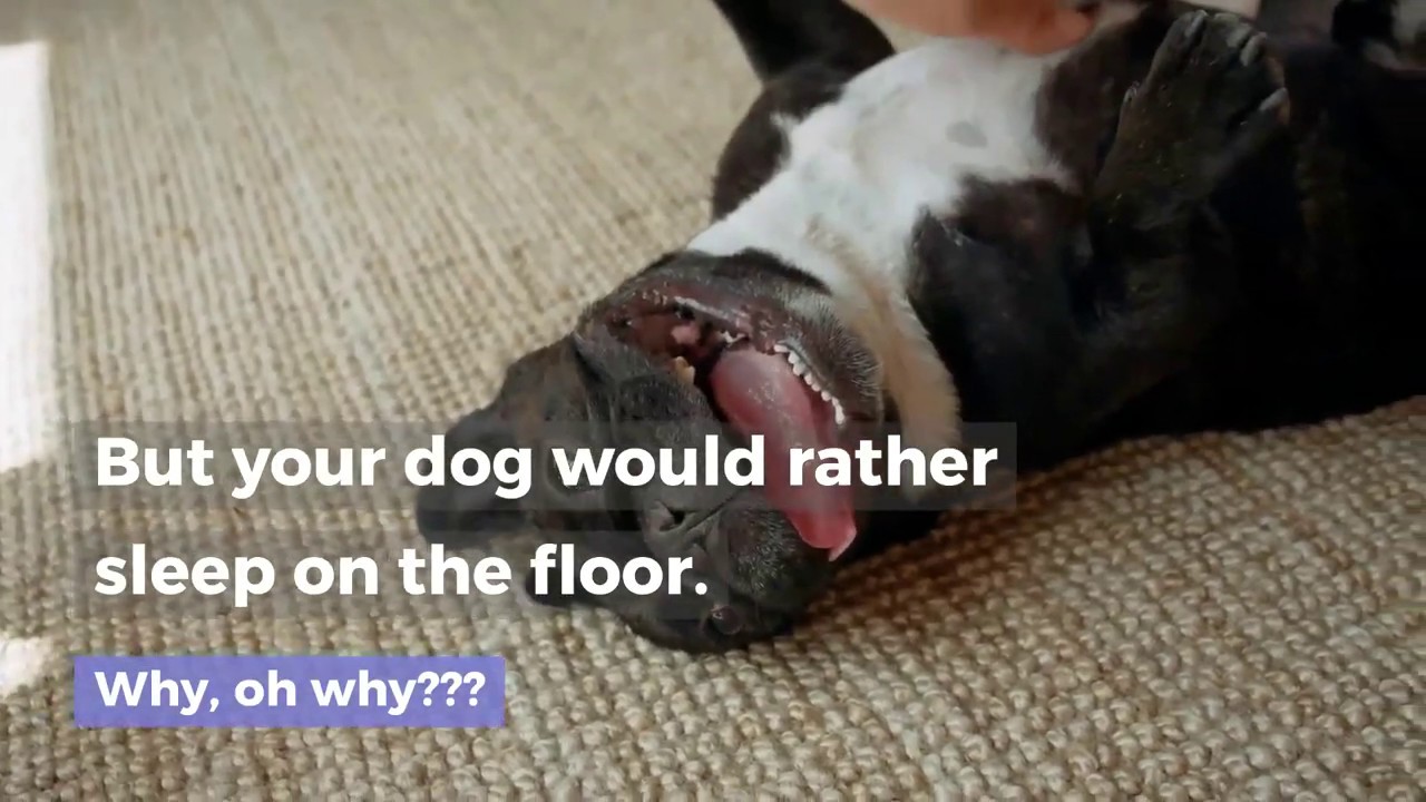 Reasons Why Your Dog Sleeps On The Floor Instead Of Her Bed