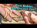 Our Garter Snakes had Babies in the Winter?!