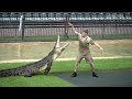 Robert irwin demonstrates the speed of a large croc