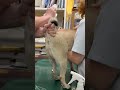 ④パグのベンちゃんの肛門腺絞り