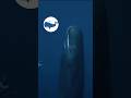“Whale agar so gayi to mar jayegi 😱?” #shorts  #viral