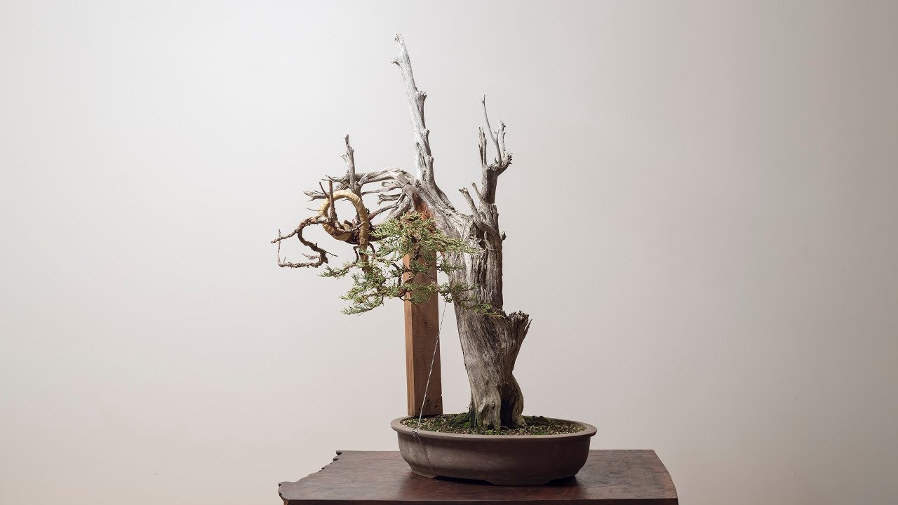 Utah Juniper Transformation
