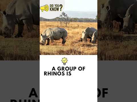 🦏 Did You