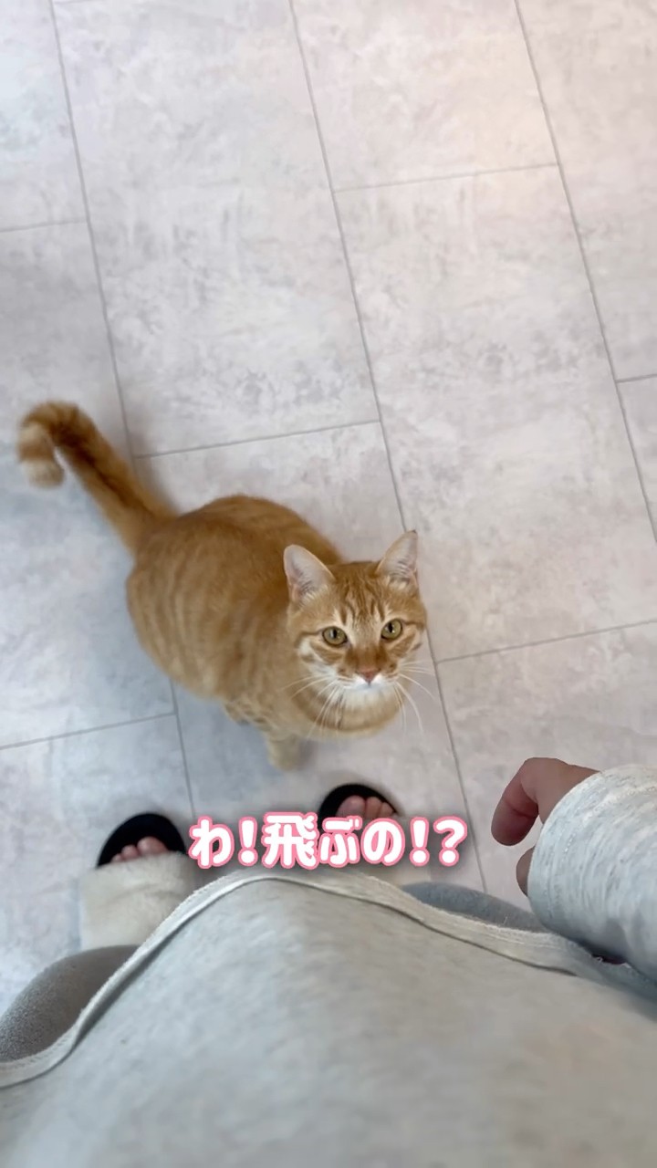久しぶりのママに大興奮した猫がまさかのこうなりました【とら
