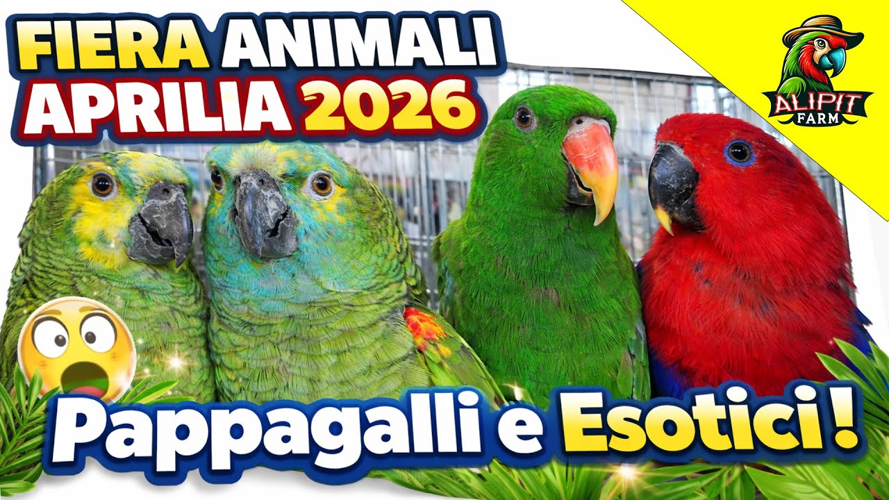 Fiera Mostra Scambio Animali Aprilia 8 Febbraio 2026 – Pappagalli e Animali Esotici #fieraanimali