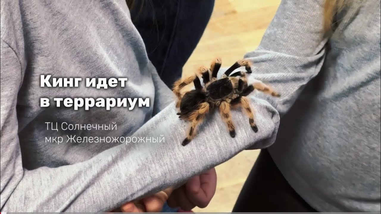 Кинг идет в террариум