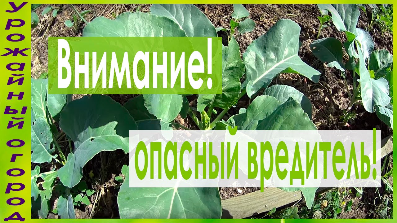 ВНИМАНИЕ!!!КАПУСТНАЯ МОЛЬ-ОПАСНЫЙ ВРЕДИТЕЛЬ!!!