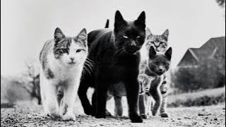 Это Радио - На мурмулях