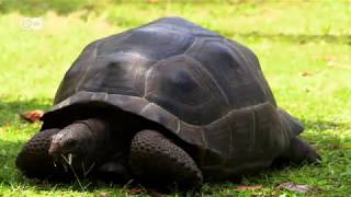 Deutsch Welle (DW) Global Ideas 2015 Seychelles (Spanish)