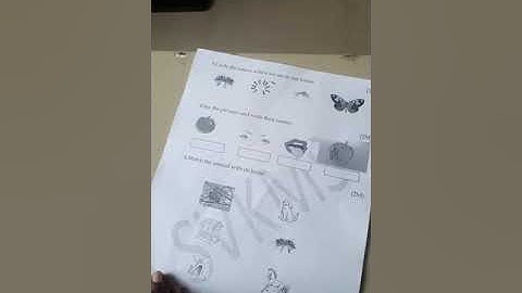 I Std EVS Bridge course