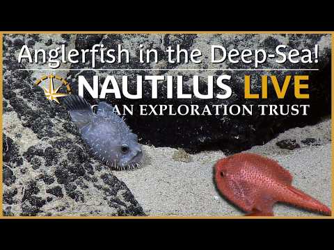 Anglerfish Galore in the Deep-Sea! | Nautilus Live
