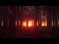 free , forest, trees, shine, bright, glow Hd 4k