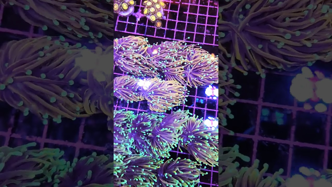 Ultra torch corals are looking fantastic !