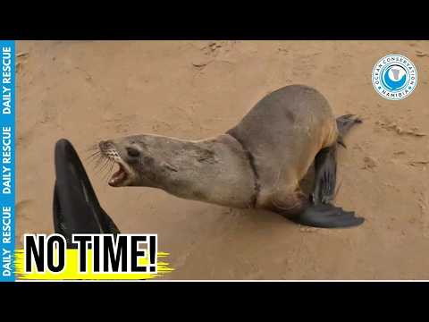 Murphy's Law Hits Rescuer During Double Seal Entanglement
