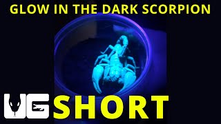 Malaysian Forest Scorpion Under A Black Light! #Scorpion #Blacklight #Shorts #Short