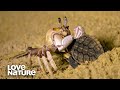 Baby Sea Turtle Battles Ghost Crab