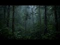 Relaxing Rain Sounds in the Forest | Calm Your Mind & Sleep Deeply 6