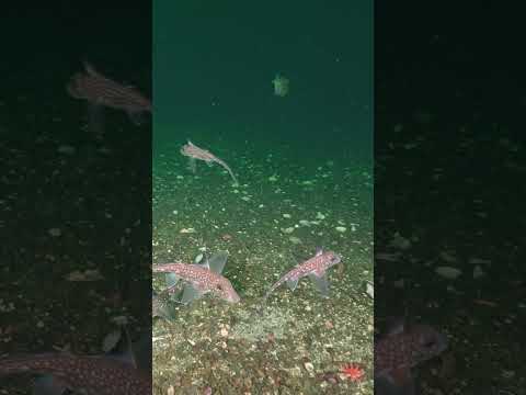 Diving With A School Of Spotted Ratfish #vancouverisland