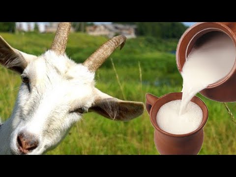 Wideo: Jak dobre jest dla ciebie mleko kozie?