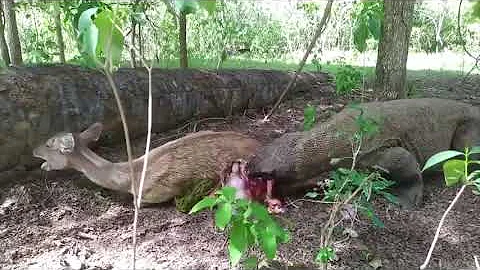 丸呑み捕食