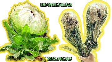 Thiên Sơn Tuyết Liên Có Tác Dụng Gì - Thảo mộc HHT