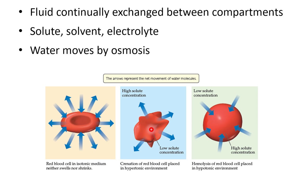 Ch 24 Fluid and electrolytes - YouTube