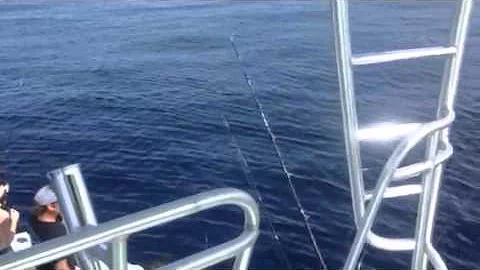 Key west winter time Dolphin aboard SOUTHPAW